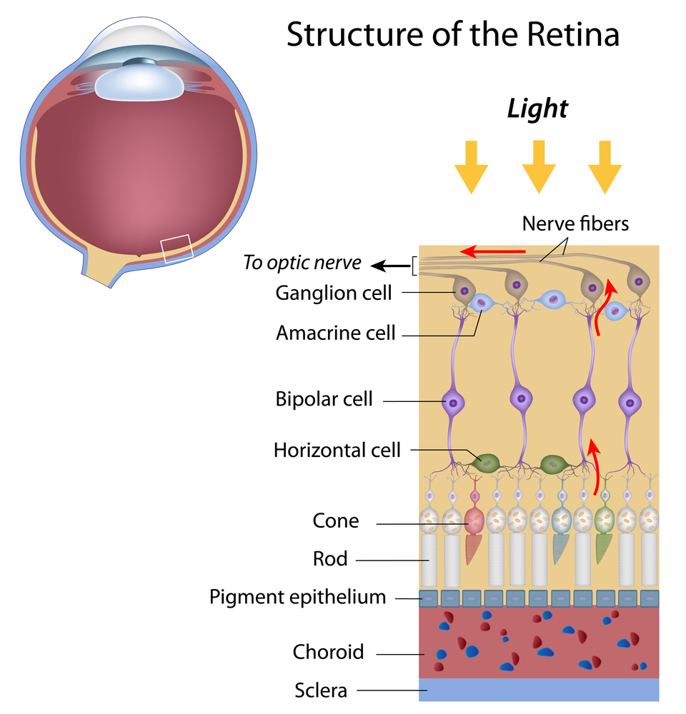 <ol><li><p>photoreceptors are located in outermost layer and convert light into electrical impulses by reducing glutamate release (phototransudction) </p></li><li><p>horizontal cells connect neighbouring photoreceptors laterally in te outer plexiform layer and this defines edges (lateral inhibition)</p></li><li><p>bipolar cells receive input from photoreceptors and horizontal cells (inner nuclear layer), have on bipolar cells that activate when liht increases (-glutamate), off active when light dereases (+glutamate)</p></li><li><p>amacrine cells are found in the inner plexiform layer and connect bipolar cells to ganglion cells and modulate signalss using GABA/glycine = time dependent processing</p></li><li><p>ganglion cells are in the ganglio cell layer and receive input from bipolar and amacrine cells, their axons form the optic nerve </p></li></ol><p></p>