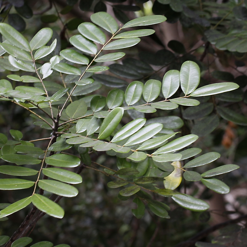 <p>Paradise Tree</p>