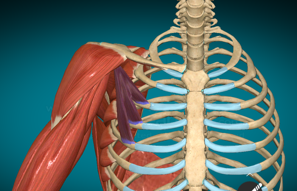 <p>What is this muscle and where is it found?</p>