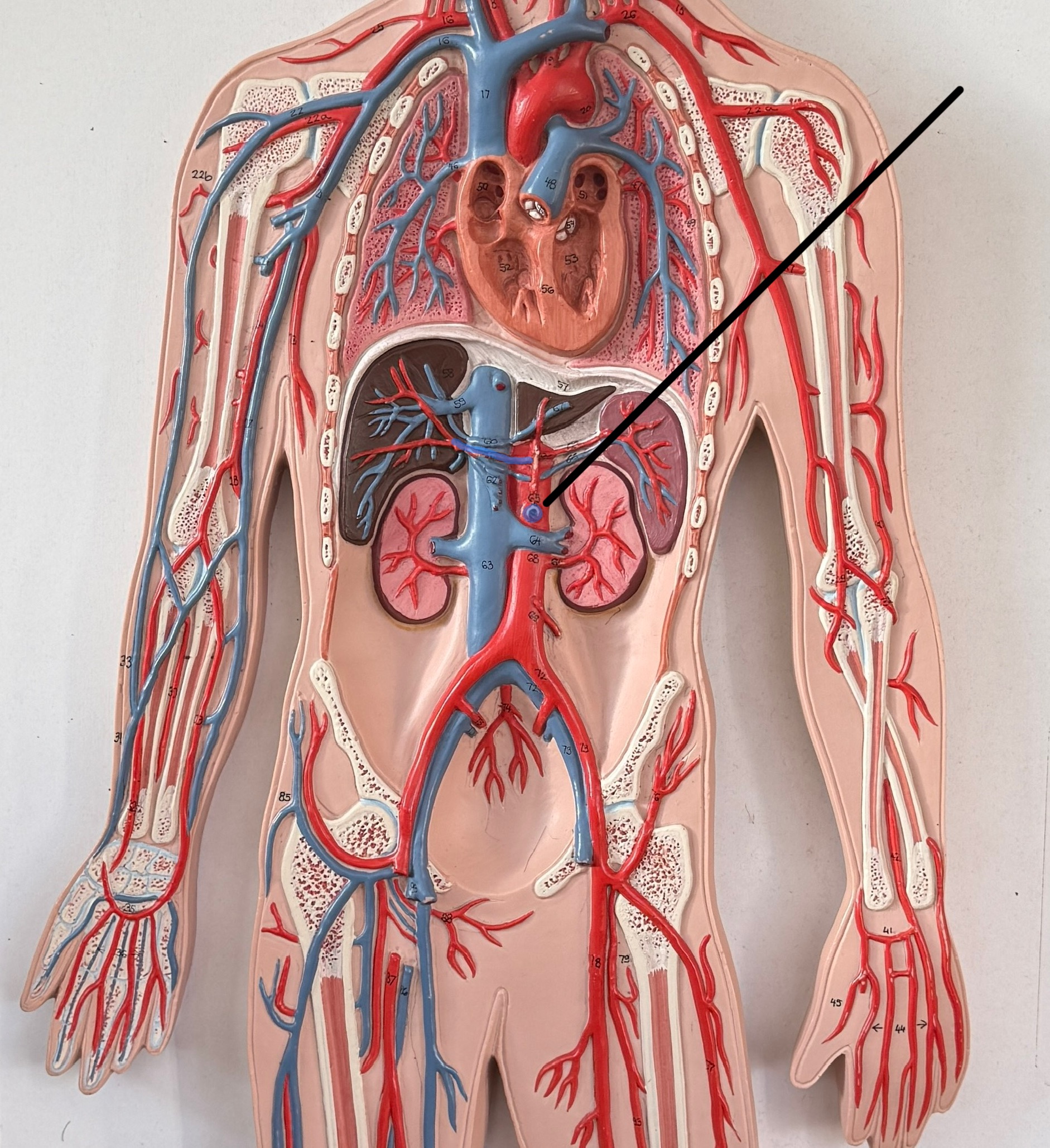 <p>Which artery is this?</p>