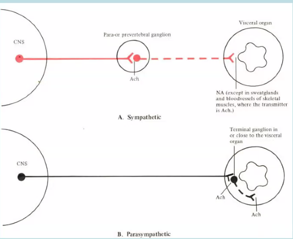 <p>preganglionic: ACh</p><p>postganglionic: ACh in parasympathetic, norepinephrine in sympathetic</p>