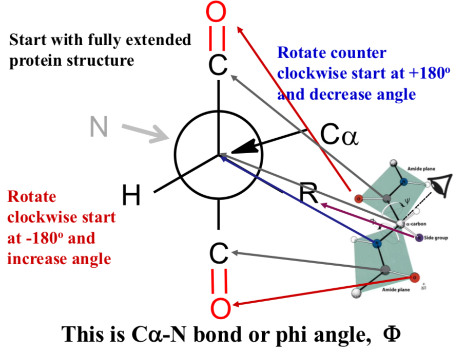 <p>This is Cα-N bond or phi angle, Φ</p>