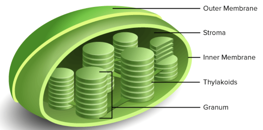 <p>a plastid in green plant cells, containing <strong>chlorophyll</strong> and the location in which photosynthesis takes place</p>