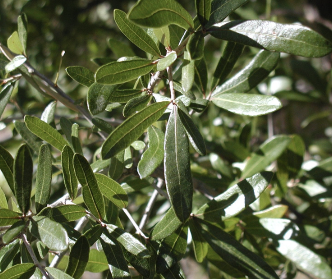 Quercus fusiformis