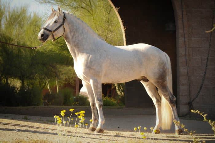 <ul><li><p><span style="color: red"><strong>Largest of pony breeds</strong></span></p></li><li><p>Deep and compact body w/ short clean legs w/ ample bone</p></li><li><p>From Ireland</p></li><li><p>14.2 hands</p></li><li><p>Gray, black, bay, brown, dun, cream</p></li><li><p>Jumpers, show ponies, and mounts for children</p></li></ul><p></p>