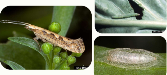 <p>Common name:</p><p>Scientific name:</p><p>Damage:</p>