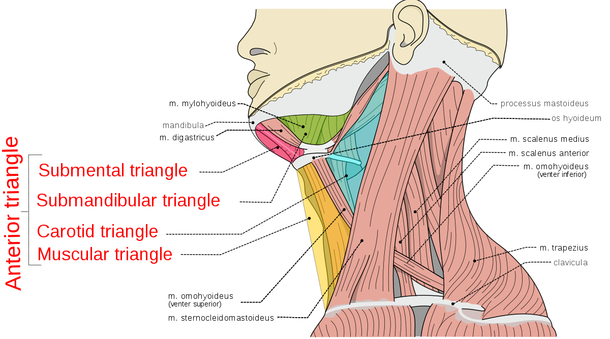 <p>Carotid triangle</p><p>Muscular triangle</p><p>Submental triangle</p><p>Submandibular triangle</p>