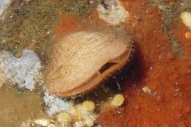 <p>-lamp shells</p><p>-406 spp.</p><p>-solitary marine sessile animals </p><p>-much better represented among fossils </p><p>-bivalve shell (ventral and dorsal)</p><p>-some have fleshy pedicel (anchor)</p><p>-two armed lophophore </p><p>-3 part enterocoelic coelom </p><p>-open circulatory system </p><p>-moslty dioecious with external fertilization </p>