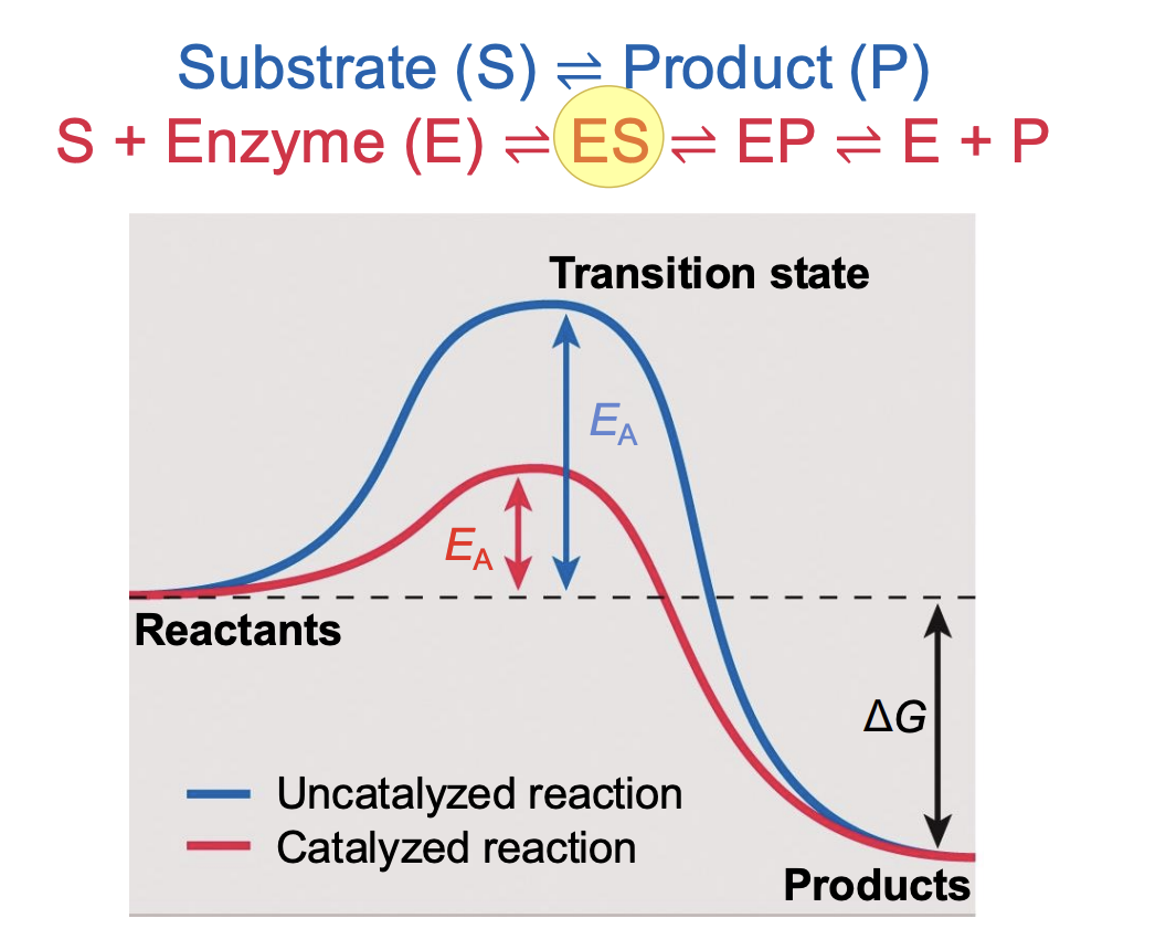 <ul><li><p><span style="background-color: inherit; line-height: 19.55px; color: windowtext;"><span>Low Ea -> lower energy required for reaction to work</span></span><span style="line-height: 19.55px; color: windowtext;"><span> </span></span></p></li><li><p class="Paragraph SCXO117915271 BCX0" style="text-align: left;"><span style="background-color: inherit; line-height: 19.55px; color: windowtext;"><span>Enzyme: product of proteins</span></span><span style="line-height: 19.55px; color: windowtext;"><span> </span></span></p><ul><li><p class="Paragraph SCXO117915271 BCX0" style="text-align: left;"><span style="background-color: inherit; line-height: 19.55px; color: windowtext;"><span>Catalyzes reaction by lowering EA</span></span><span style="line-height: 19.55px; color: windowtext;"><span> </span></span></p></li></ul></li><li><p class="Paragraph SCXO117915271 BCX0" style="text-align: left;">Substrate (S) is converted to Product (P)</p></li><li><p class="Paragraph SCXO117915271 BCX0" style="text-align: left;">In presence of E → substrate forms couples with the enzyme (enzyme-substrate, ES)</p></li><li><p class="Paragraph SCXO117915271 BCX0" style="text-align: left;">ES converted to enzyme product (EP)</p></li><li><p class="Paragraph SCXO117915271 BCX0" style="text-align: left;">Last: complex disassociates and releases enzyme and product</p></li><li><p class="Paragraph SCXO117915271 BCX0" style="text-align: left;"><span style="background-color: inherit; line-height: 19.55px; color: windowtext;"><span>Enzyme forms complex with substrate ES (enzyme-substrate complex)</span></span><span style="line-height: 19.55px; color: windowtext;"><span> </span></span></p><ul><li><p class="Paragraph SCXO117915271 BCX0" style="text-align: left;"><span style="background-color: inherit; line-height: 19.55px; color: windowtext;"><span>Requires less EA to start reaction</span></span><span style="line-height: 19.55px; color: windowtext;"><span> </span></span></p></li><li><p class="Paragraph SCXO117915271 BCX0" style="text-align: left;"><span style="background-color: inherit; line-height: 19.55px; color: windowtext;"><span>Substrate is changed into different product (ES) -> structure also changes</span></span><span style="line-height: 19.55px; color: windowtext;"><span> </span></span></p></li><li><p class="Paragraph SCXO117915271 BCX0" style="text-align: left;"><span style="background-color: inherit; line-height: 19.55px; color: windowtext;"><span>Substrate is converted into product while still working with enzyme complex -> change to EP (enzyme product complex) -> complex dissociate and release enzyme (impacts shape of product)</span></span><span style="line-height: 19.55px; color: windowtext;"><span> </span></span></p></li><li><p class="Paragraph SCXO117915271 BCX0" style="text-align: left;"><span style="background-color: inherit; line-height: 19.55px; color: windowtext;"><span>Enzyme does not change, substrate of product changes</span></span><span style="line-height: 19.55px; color: windowtext;"><span> </span></span></p></li></ul></li></ul><p></p>