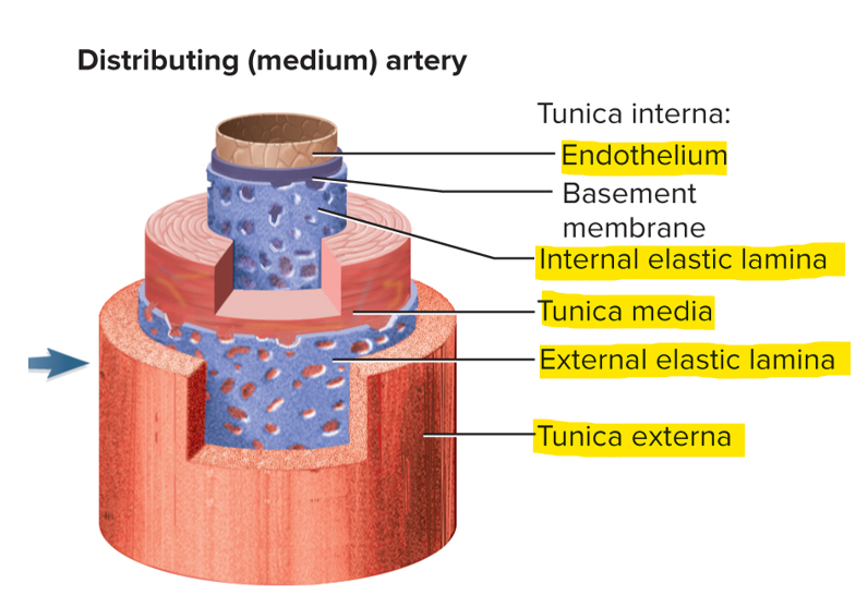 <p>Endothelium, internal elastic lamina, tunica media, external elastic lamina and tunica externa </p>