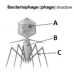 bacteriophage/bacterial virus structure
capsid at the head containing DNA