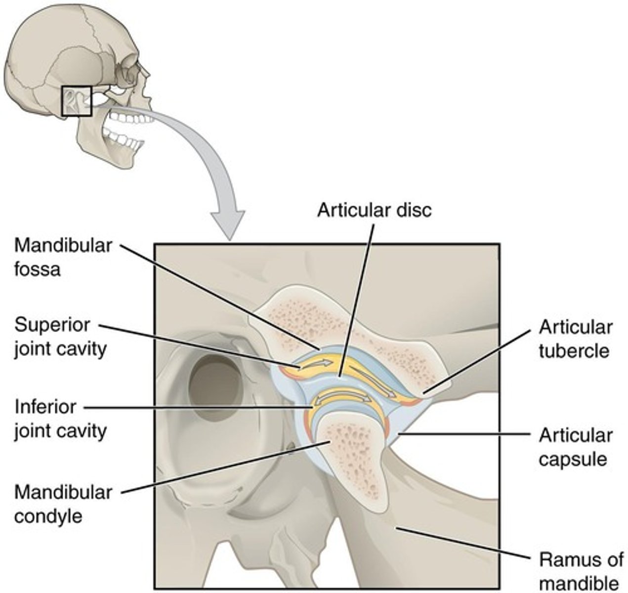 <p>night-time bruxism, excessive gum-chewing, stress, or physical trauma.</p>