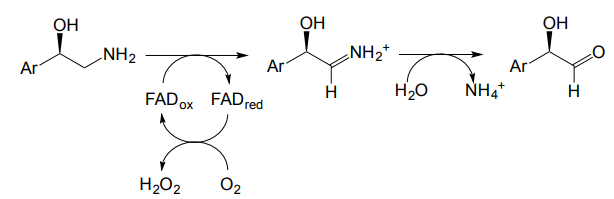 <p>Dependent on flavin enzymes (ie FAD) and the reaction yields aldehyde +amine</p>