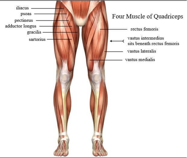 <p><strong>rectus femoris- </strong> anterior inferior iliac spine and ilium superior to acetabulum </p><p><strong>vastus lateralis</strong>- greater trochanter of femur</p><p><strong>vastus medialis-</strong> medial proximal shaft of femur</p><p><strong>vastus intermedius-</strong> anterior and lethal surfaces of shaft of femur</p>