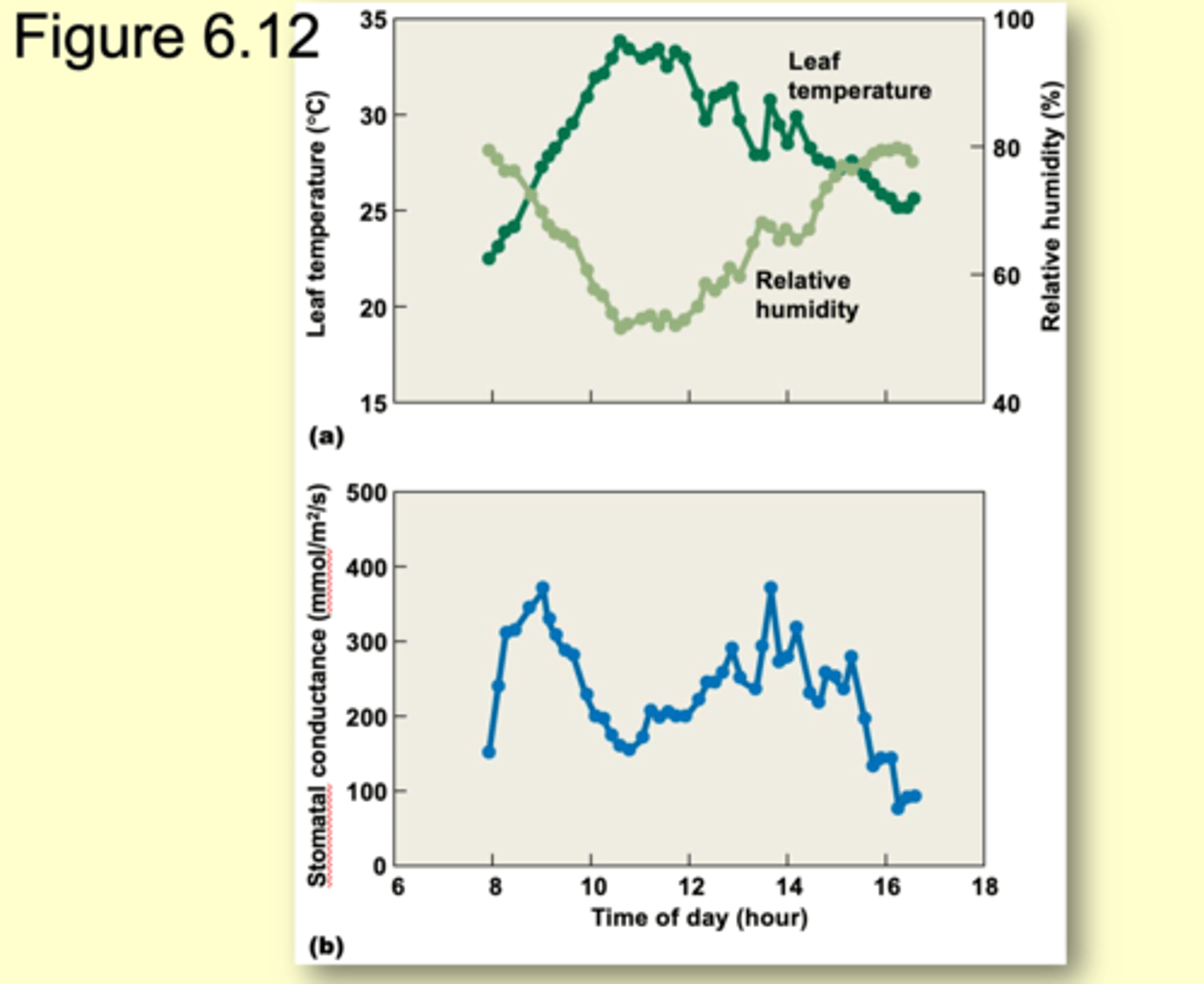 <p>stomata may be open only during cooler, more humid conditions such as early morning</p>