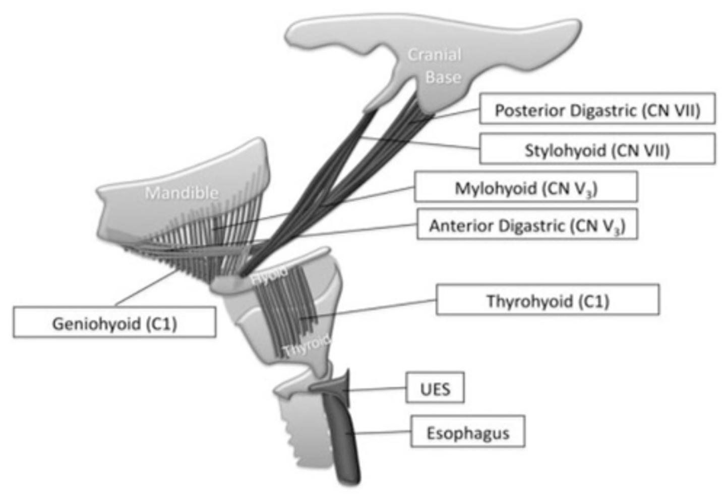 <p>Facial nerve (CN VII)</p>