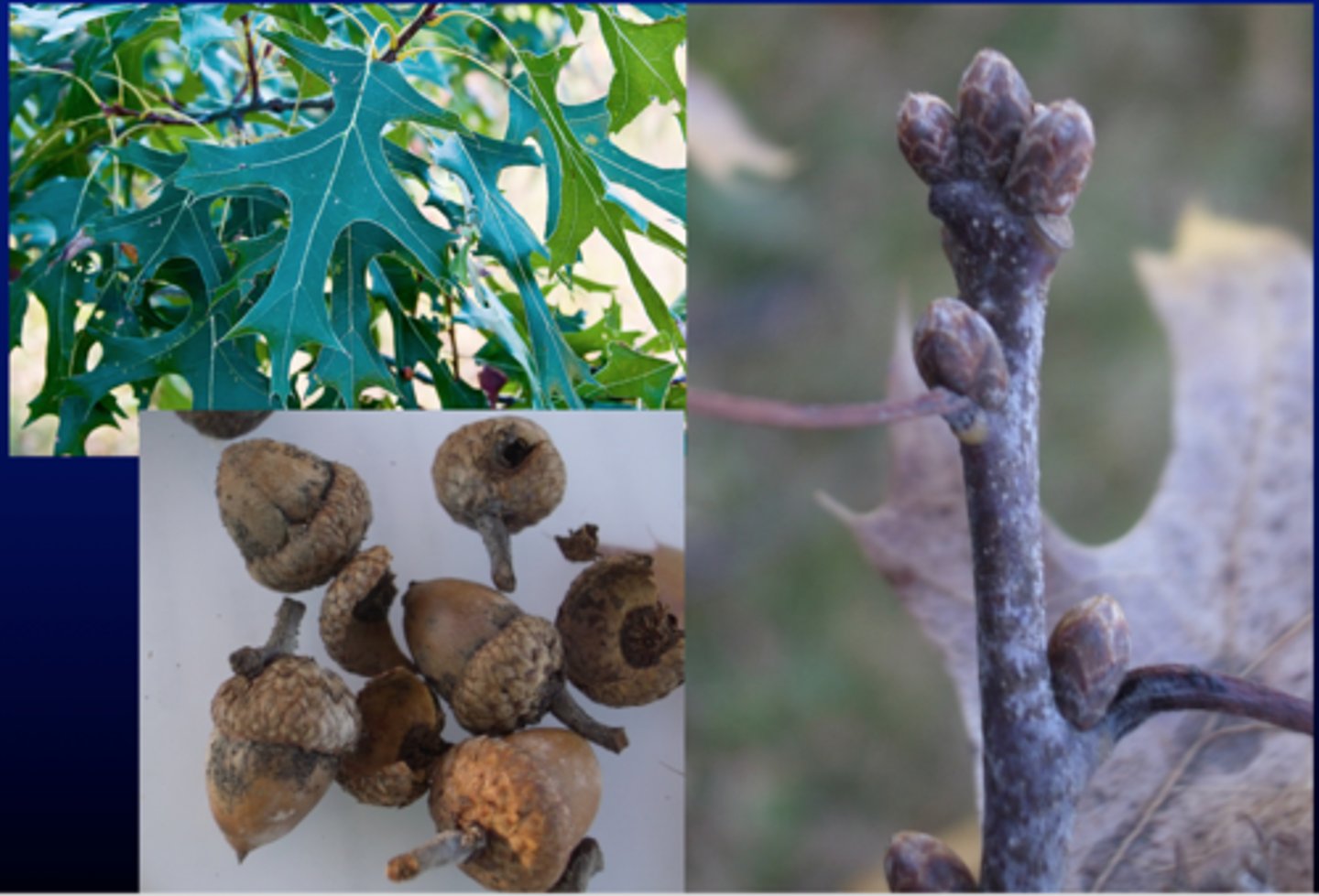 <p>Fagaceae Quercus ellipsoidalis</p>