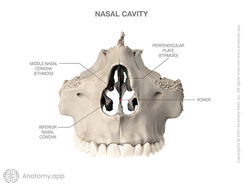 in ethmoid bone 
