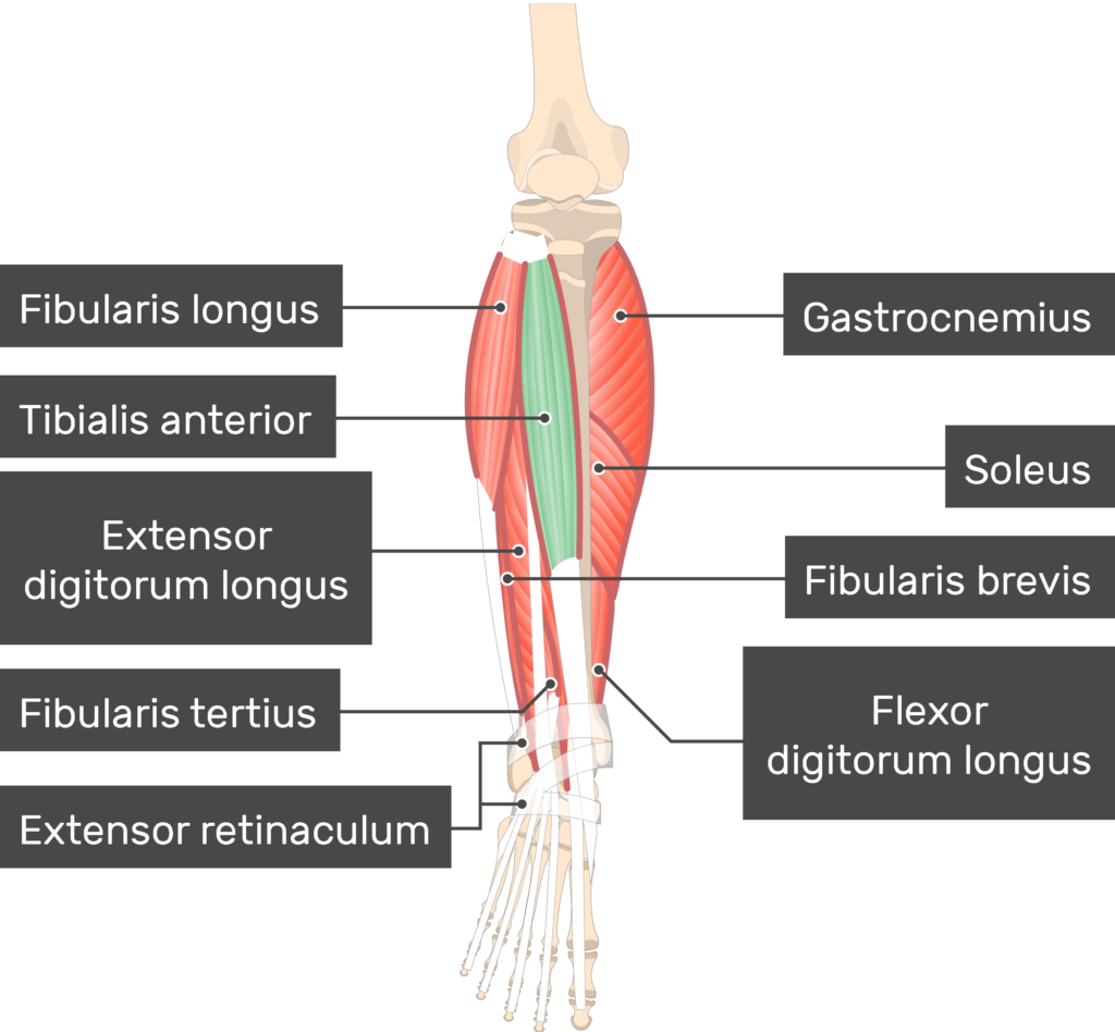 <p>Location:</p><ul><li><p><strong>lateral side of the tibia</strong></p></li><li><p>anterior compartment of the lower leg</p></li></ul><p></p><p>Function:</p><ul><li><p><strong>Inversion of the foot</strong></p></li><li><p><strong>Adduction of the foot</strong></p></li><li><p><strong>maintaining the medial arch of the foot</strong></p></li></ul><p></p>
