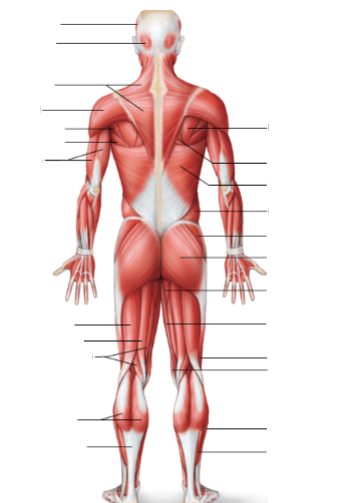 <p>Label the following:</p>