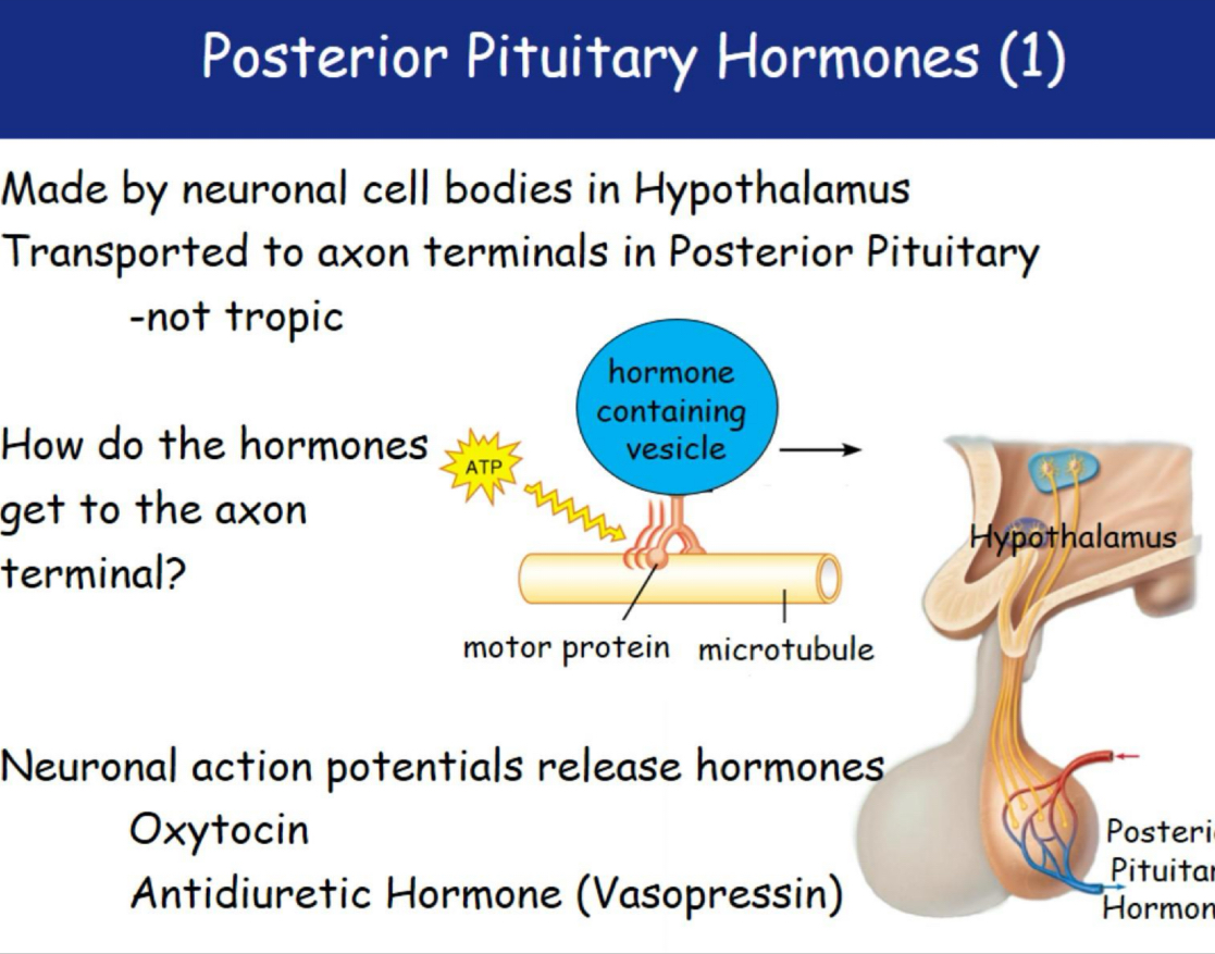 <ul><li><p>Neural Hormone</p></li></ul><p>OXYTOCIN: stimulates uterine CONTRACTION  </p><p></p>