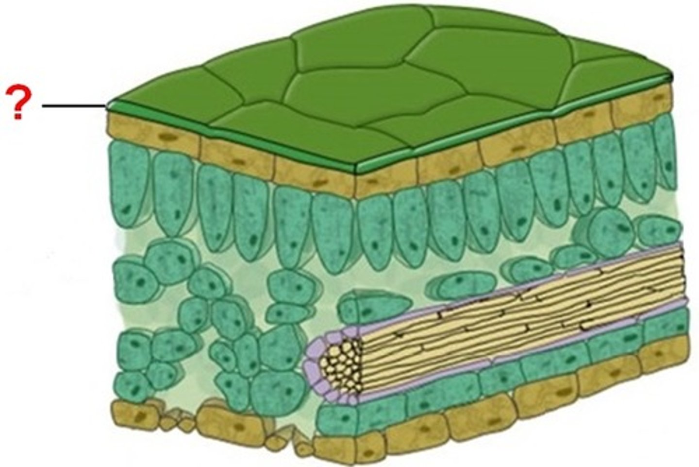 <p>A layer on the surface of the leaf which protects the plant and reduces water loss, thicker on the upper surface</p>