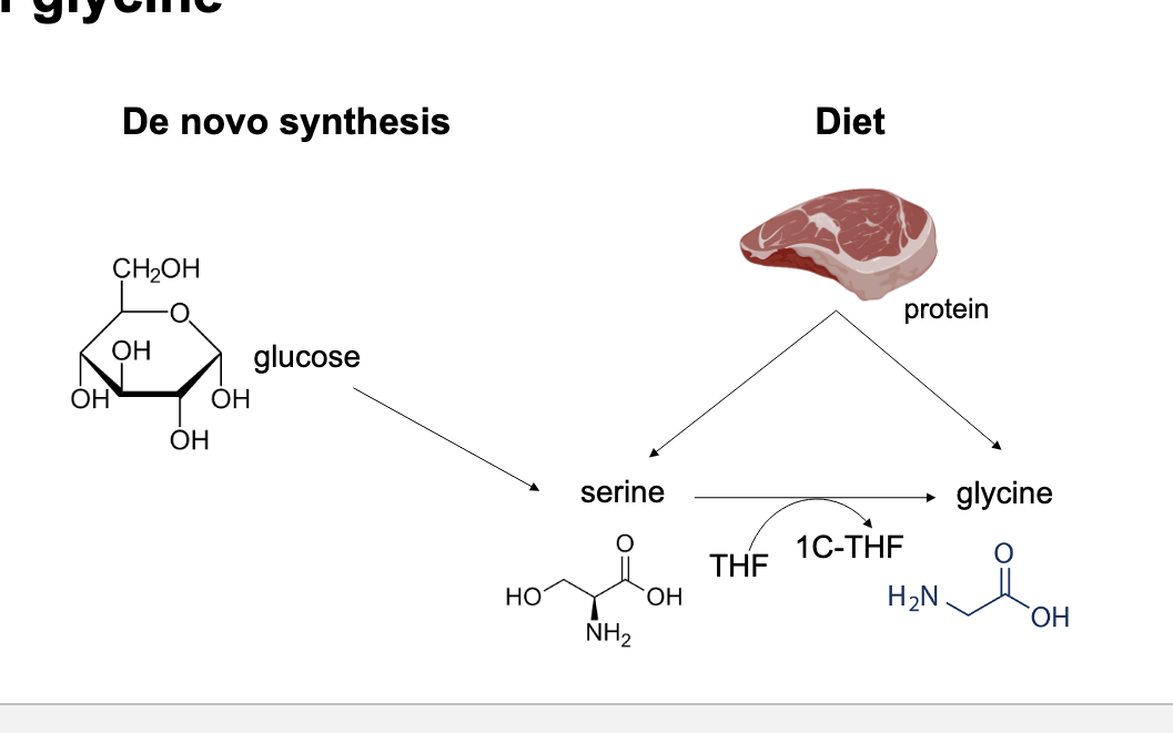 <p>de novo synthesis of glycine</p><ul><li><p>de novo synthesis</p><ul><li><p>glucose → serine → through THF glycine made</p></li></ul></li><li><p>diet (protein)</p><ul><li><p>creates both serines and glycine</p></li></ul></li></ul><p></p>