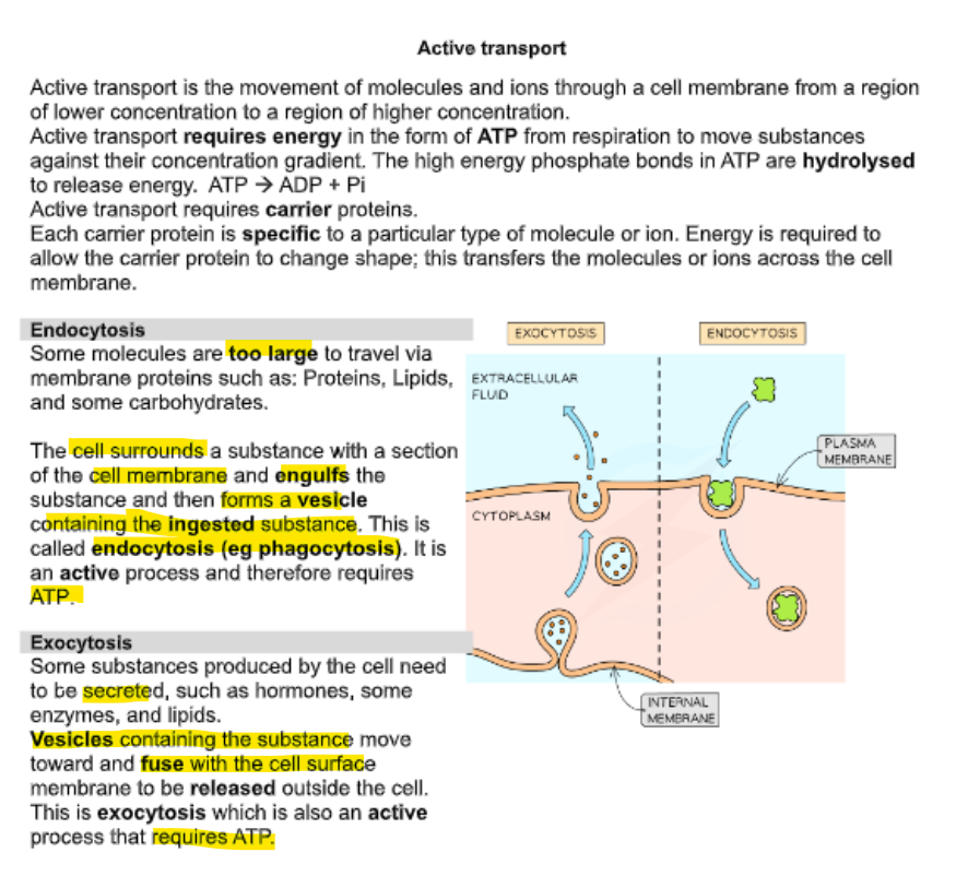 knowt flashcard image