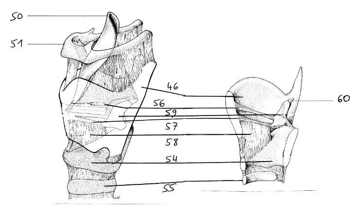 <p>54</p>
