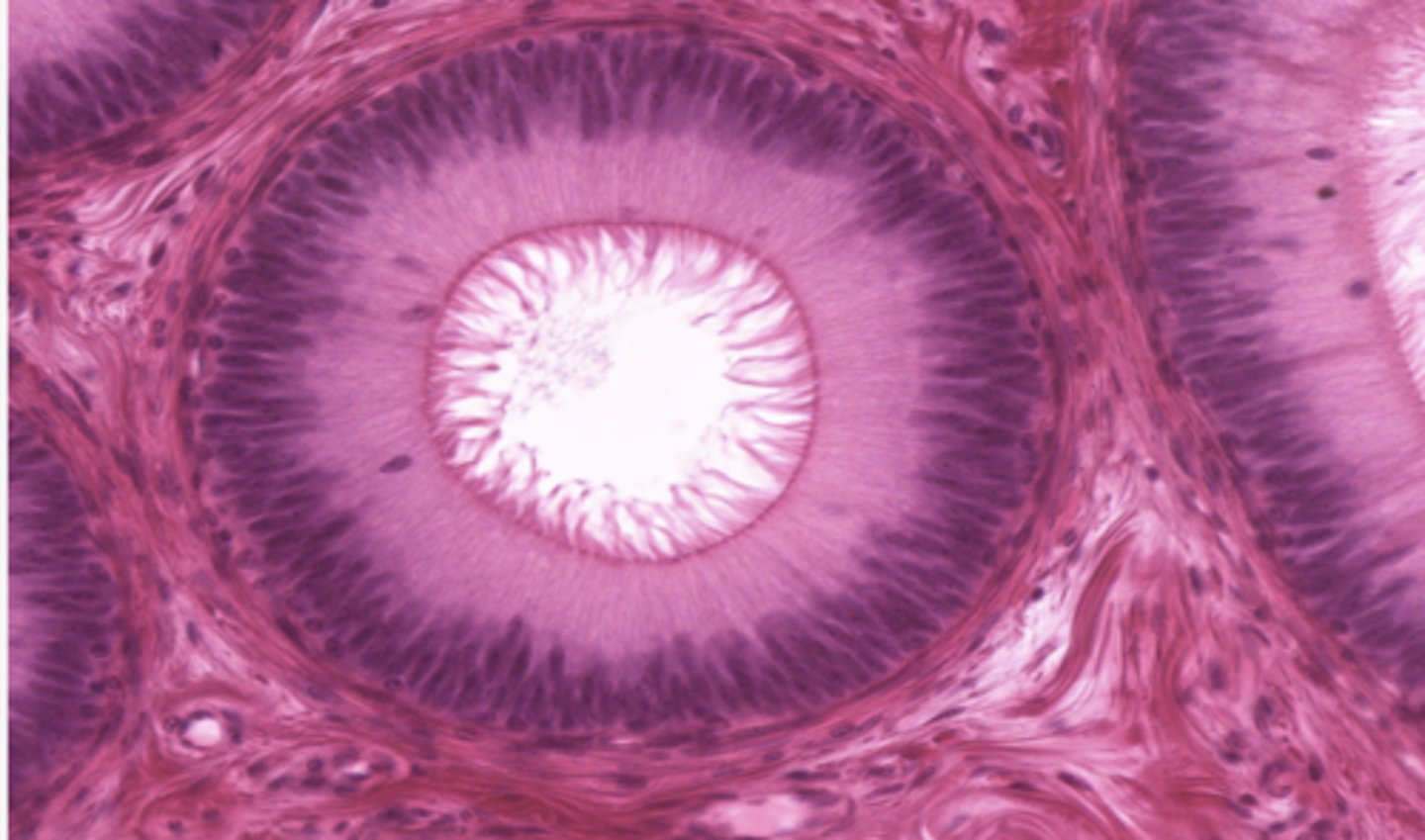 <p>Identify the organ</p>