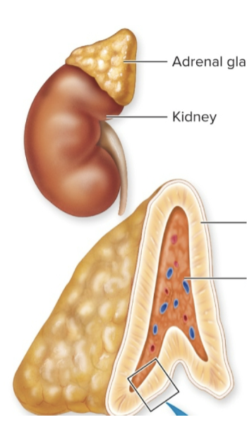 <p>false [think... Med=middle]</p>