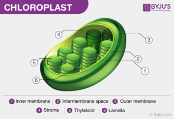 <p>Found in plant cells, it can perform photosynthesis.</p>