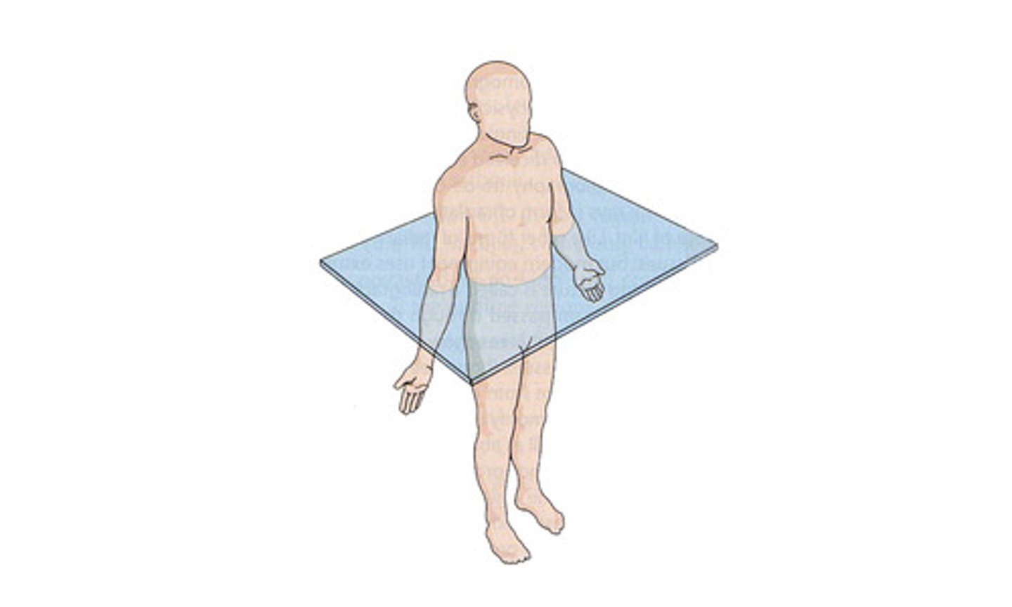 <p>a horizontal plane that divides the body into superior (above) and inferior (below) sections</p>
