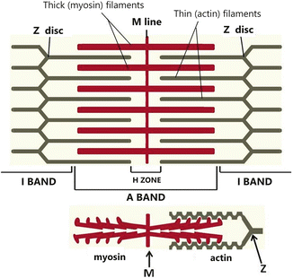 <p>contains areas where only myosin filaments are present and areas where myosin and actin filaments overlap.</p>