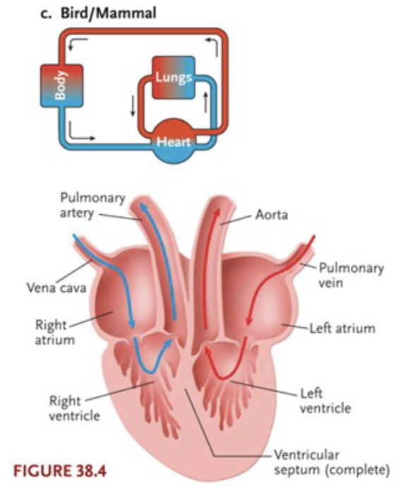 <p>1) Complete separation between ventricles</p><p>2) Double Circuit: Blood can only pass between pulmonary and systemic circuits at the heart</p><p>3) Endothermic requires efficient delivery of O<sub>2</sub> to tissues</p>