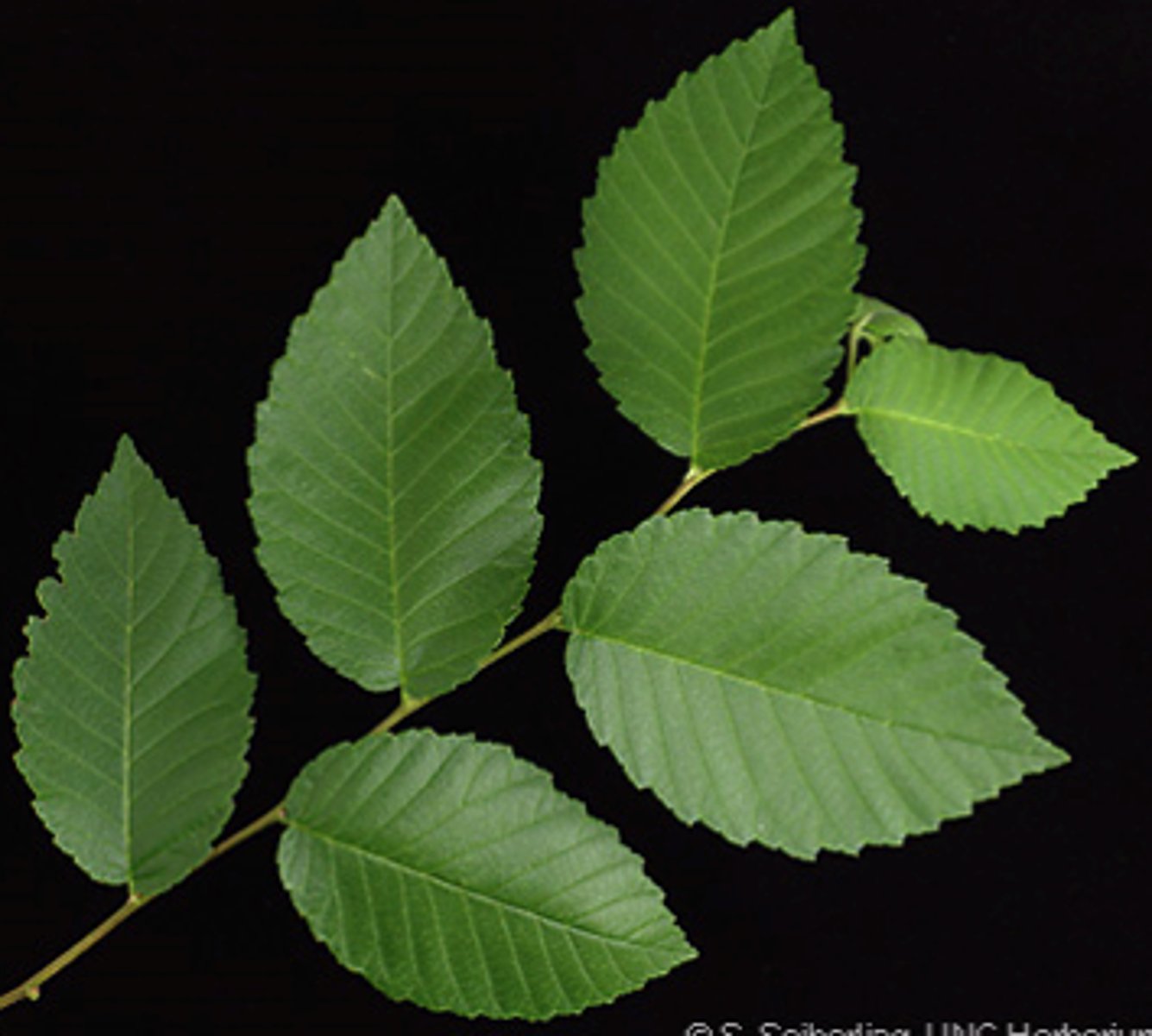 <p>Ulmaceae Ulmus rubra</p>