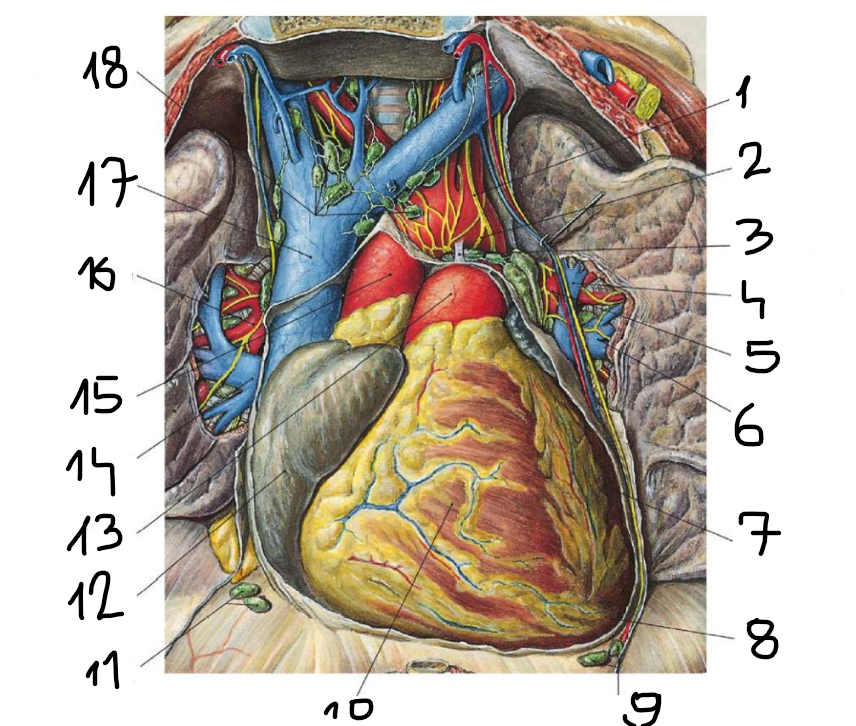 <p>7</p>