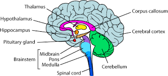 <ul><li><p>includes the:&nbsp;</p></li><li><p>thalamus&nbsp;</p></li><li><p>pineal gland&nbsp;</p></li><li><p>hypothalamus&nbsp;</p></li><li><p>posterior pituitary gland&nbsp;</p></li></ul><p></p>