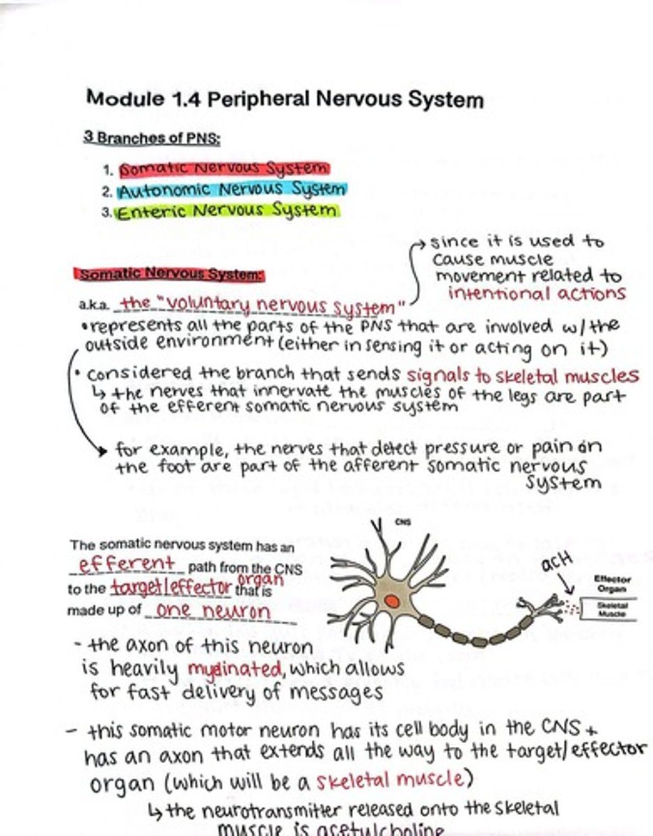 <p>Somatic Nervous System, Autonomic Nervous System, Enteric Nervous System.</p>
