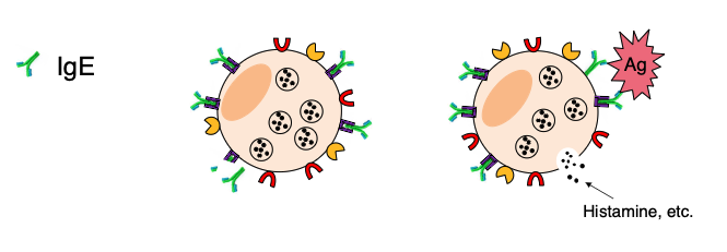 <p><span>This IgE mechanism is important in </span></p>