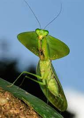 <ul><li><p>praying mantises</p></li><li><p>front legs raptorial to catch prey and hold stinging prey away from them</p></li><li><p>elongated prothroax</p></li><li><p>generalist predator: mainly carnivorous</p></li><li><p>unmodified mouth parts</p></li></ul><p></p>