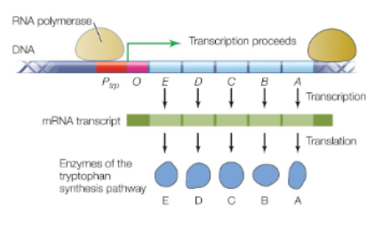 <ul><li><p>it is normally active</p></li><li><p>RNA polymerase has access to the promoter</p></li></ul><p></p>