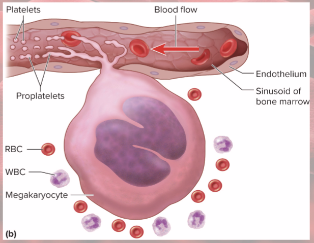 <p>in bone marrow adjacent to blood sinusoids</p><ul><li><p>tendrils of cytoplasm (proplatelets) protrude into blood sinusoids: blood flow splits off fragments called platelets</p></li></ul><p></p>