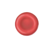 <p>salmon-colored biconcave disks; anucleate; literally, sacs of hemoglobin; most organelles have been ejected </p>