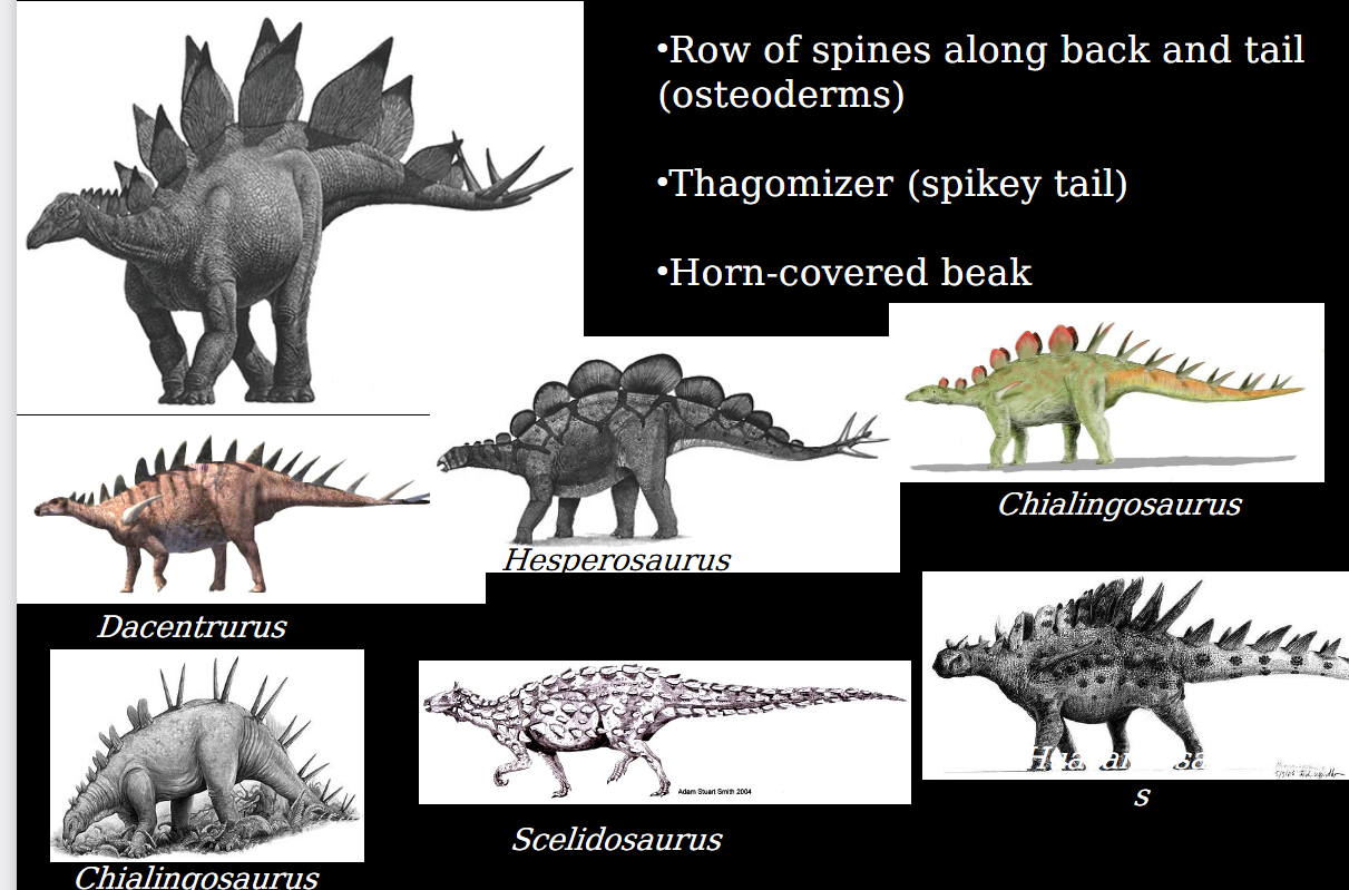 <p>ceratopsians (having horns)</p><p>stegosauria: row of spines along back and tail (ostederms)</p><p>thagomizer (spikey tail)</p><p>horn covered beak </p><p></p>