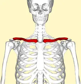 <p>Collarbone; S-shaped bone connecting sternum to scapula. Medial end = sternal, lateral end = acromial. Helps stabilize shoulder.&nbsp;</p>