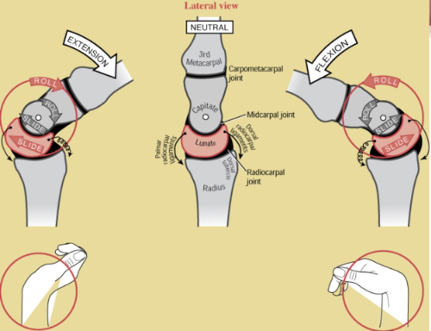<p>palmar felé (előre)</p>