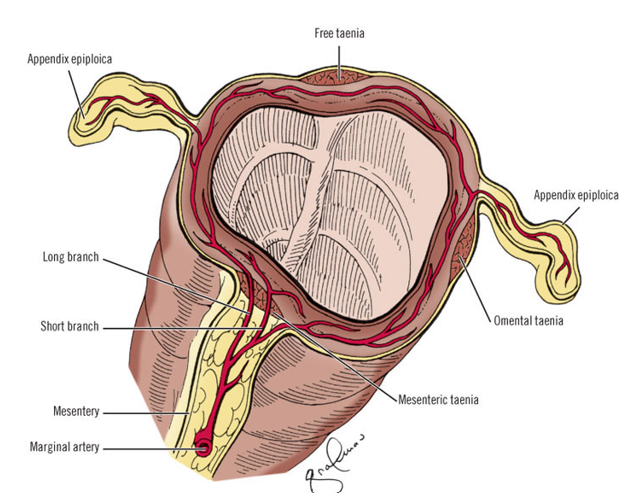 <p>colonic muscularis consist of an inner circular layer and outer longitudinal layer of smooth muscle</p><p>However, the longitudinal layer is organized into 3 discontinuous longitudinal bands, known as taeniae coli (bands of the colon)</p><p>the bands of the taeniae coli are lightly shorter than the underlying circular layer causing the intestinal wall to bunch up into its haustral appearance</p>
