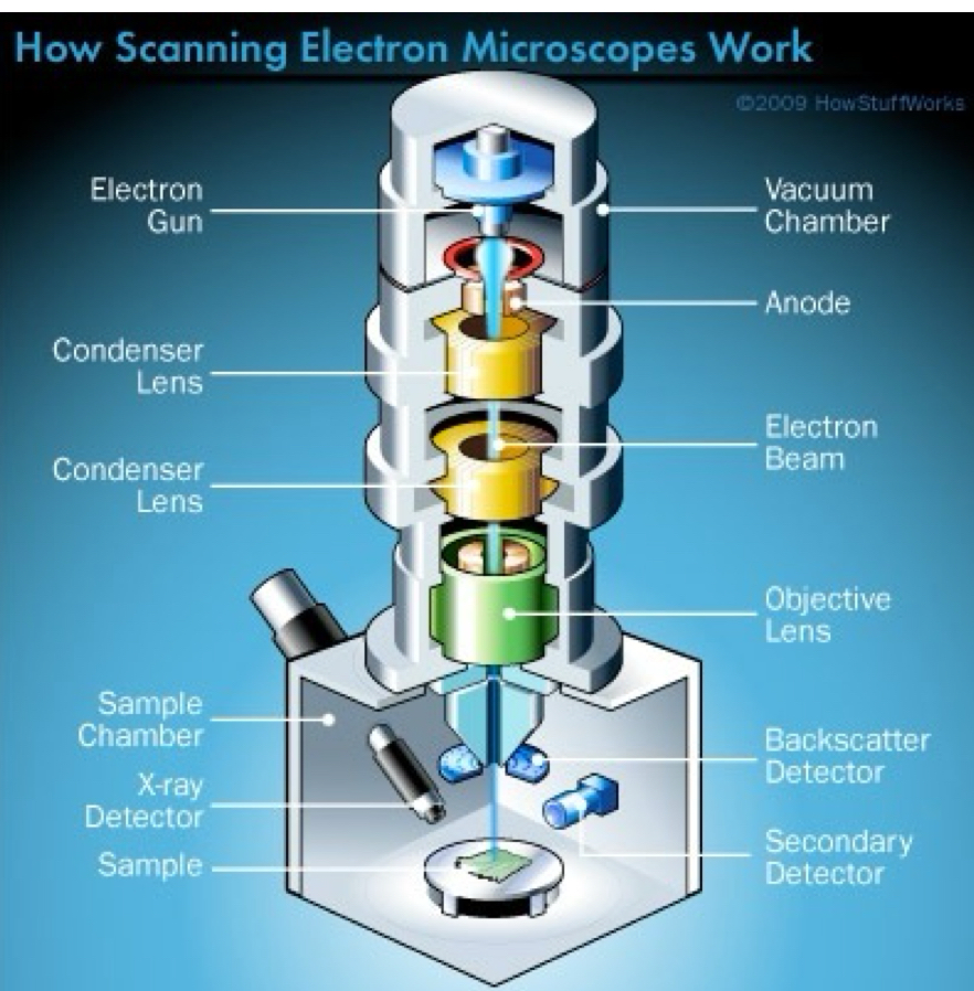<ul><li><p>Fixed, dehydrated specimens are mounted stubs and surface-coated with gold, palladium or rhodium.</p></li><li><p>The specimen is placed in a vacuum and an electron beam scans back and forth over it</p></li><li><p>Electrons that bounce off the metal-coated specimen surface are collected, converted to a digital image and displayed on a monitor.</p></li><li><p>3D image</p></li><li><p>Electron beam is focused using a magnetic field</p></li><li><p>Gives information about external topography of specimen</p></li><li><p>Higher resolution and magnification than LM</p></li><li><p>Can be used to observe individual atoms</p></li></ul><p></p>