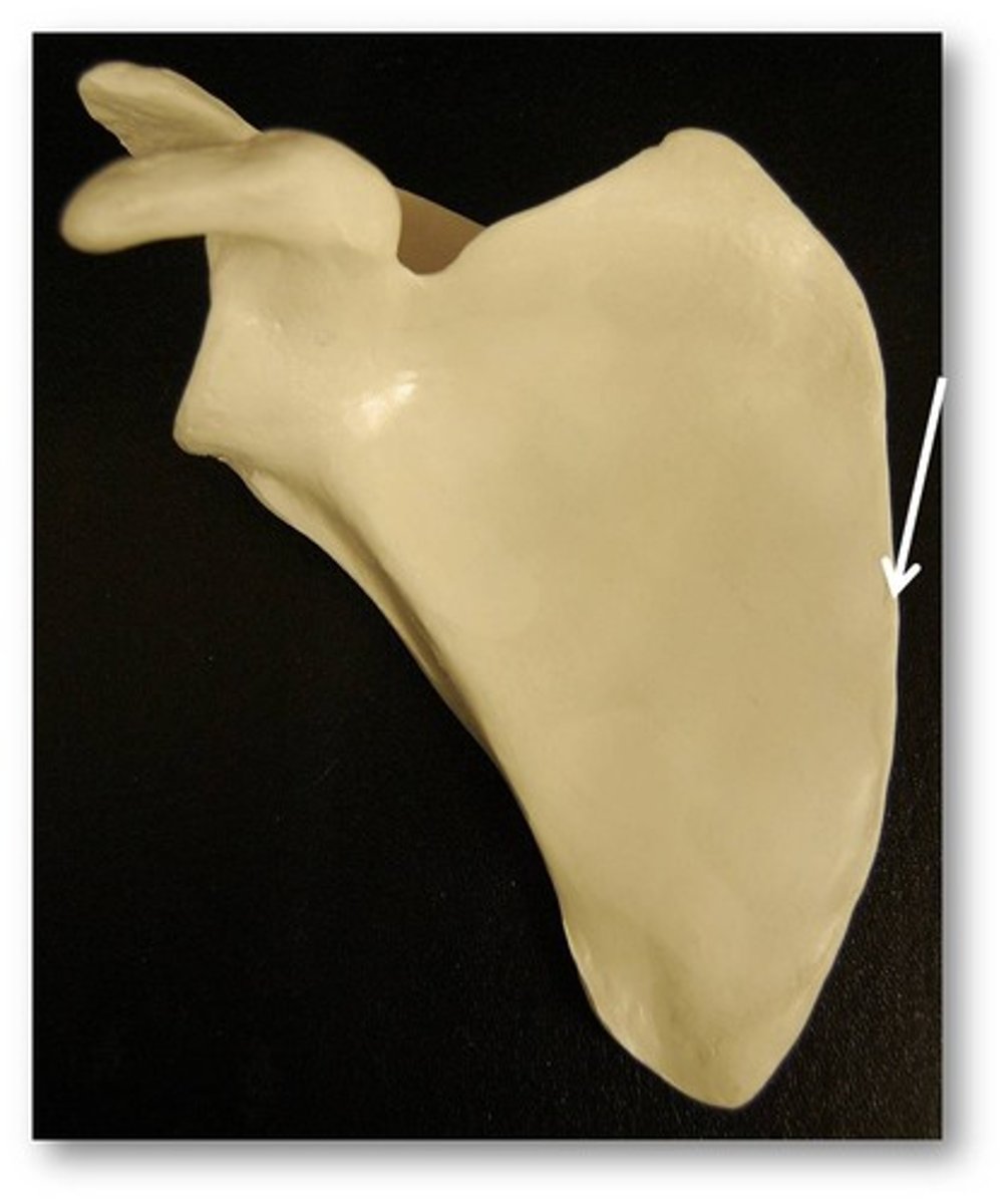 <p>between the superior and inferior angles medially; attachment points for rhomboid and serratus anterior muscles</p>